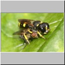 Ectemnius continuus - Grabwespe w03b 9mm mit Fliege - Tongrube Wallenhorst.jpg